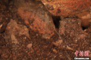 三口齐进江西发现蜘蛛新物种 为研究呵叻蛛属适应区域提供依据