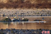 三口齐进歙县完成安徽首个县域生物多样性调查 共记录物种近4千种